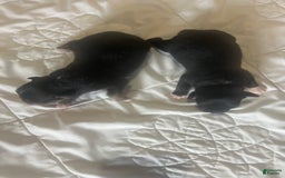 Miniature Australian Shepherd dogs for sale: Jane - Image 1