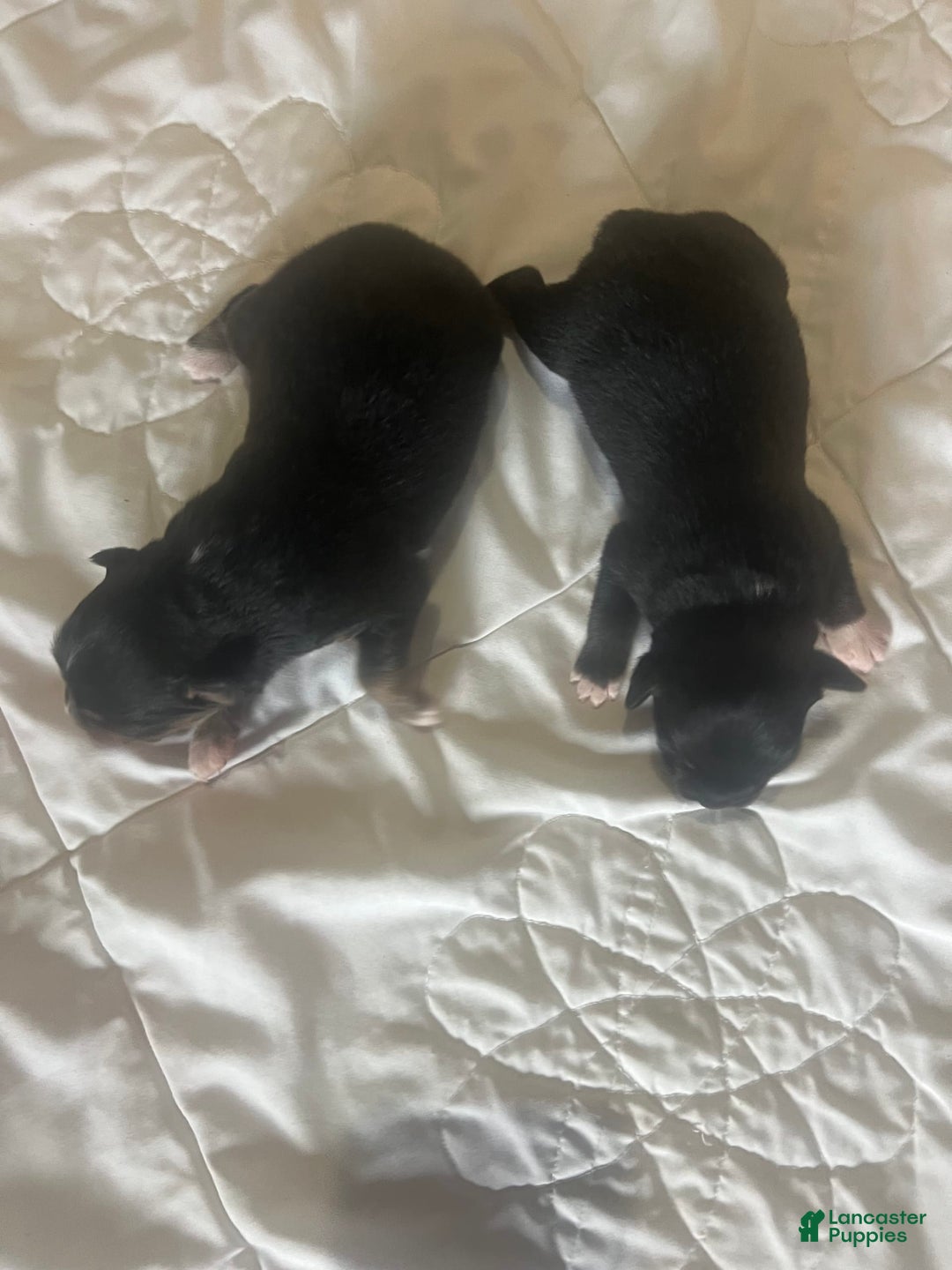 Miniature Australian Shepherd dogs for sale: Jane - Image 1