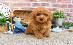 Miniature Poodle dogs for sale: Rico - Image 4