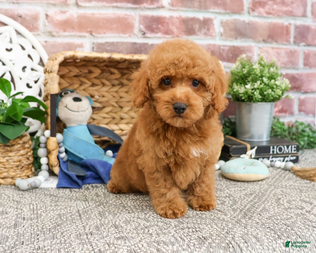 Miniature Poodle dogs for sale: Rico - Image 4