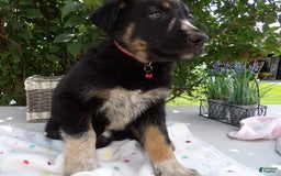 German Shepherd dogs for sale: Trooper - Image 2