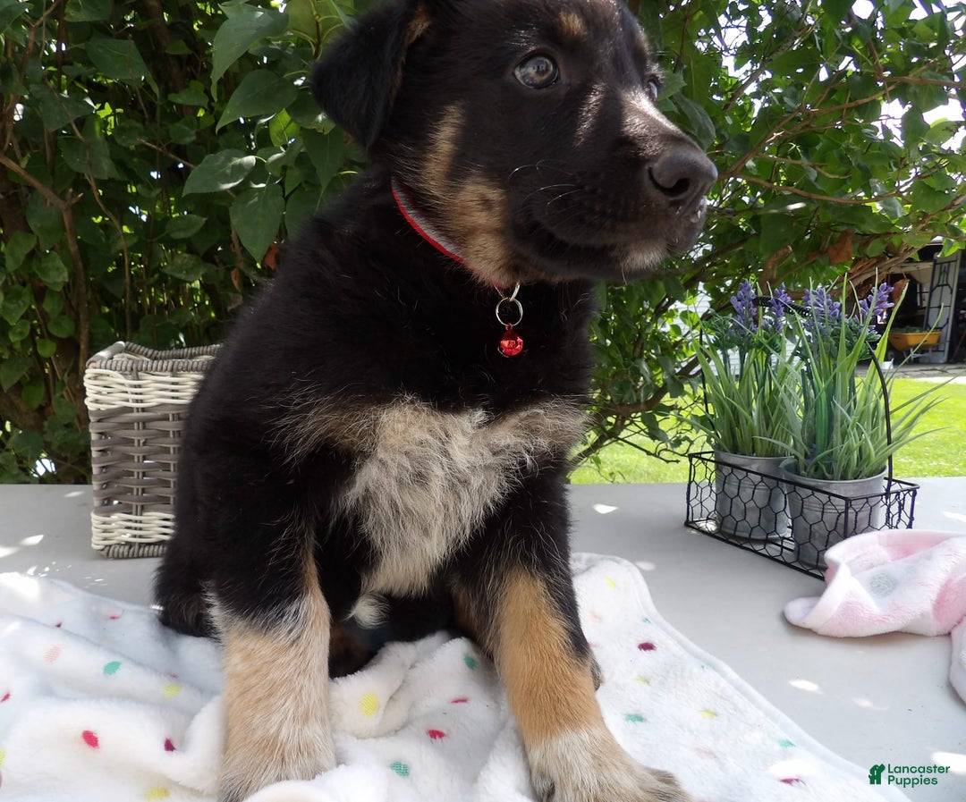 German Shepherd dogs for sale: Trooper - Image 2