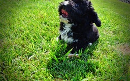 Havapoo dogs for sale: Echo - Image 8