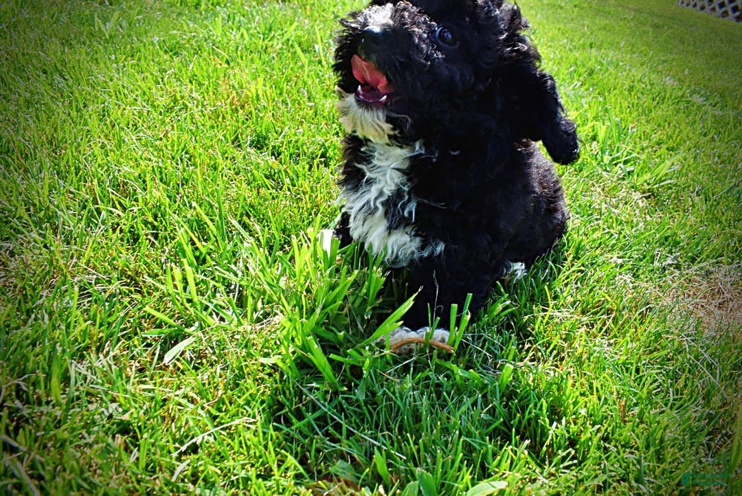 Havapoo dogs for sale: Echo - Image 8