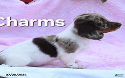 Miniature Dachshund dogs for sale: Charms - Image 1