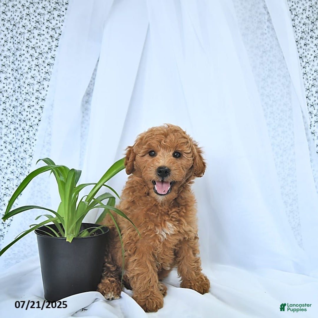 Mini Goldendoodle dogs for sale: Milo - Image 10