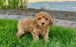 Cockapoo dogs for sale: Howie - Image 7