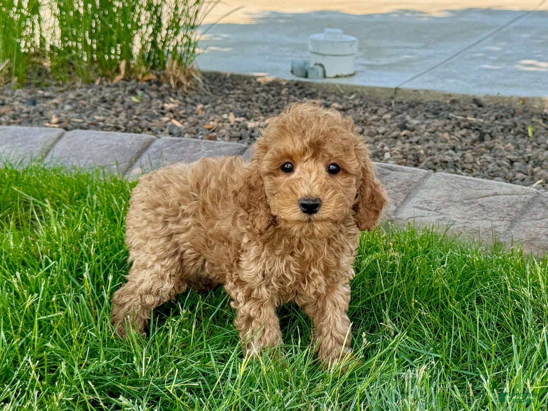 Cockapoo dogs for sale: Howie - Image 7