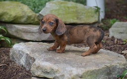 Dachshund dogs for sale: Bella - Image 9