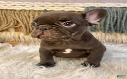 French Bulldog dogs for sale: Solid Chocolate French Bulldog  - - Image 3