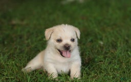 Shih Tzu dogs for sale: Milo - Image 1