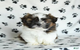 Shih Tzu dogs for sale: Everest - Image 3