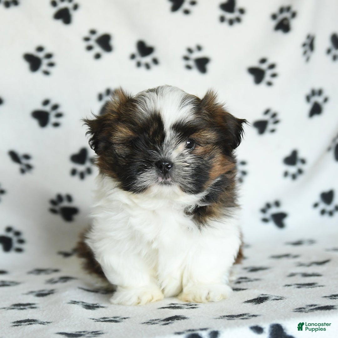 Shih Tzu dogs for sale: Everest - Image 3