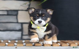 Welsh Corgi Pembroke dogs for sale: Rocco - Image 8