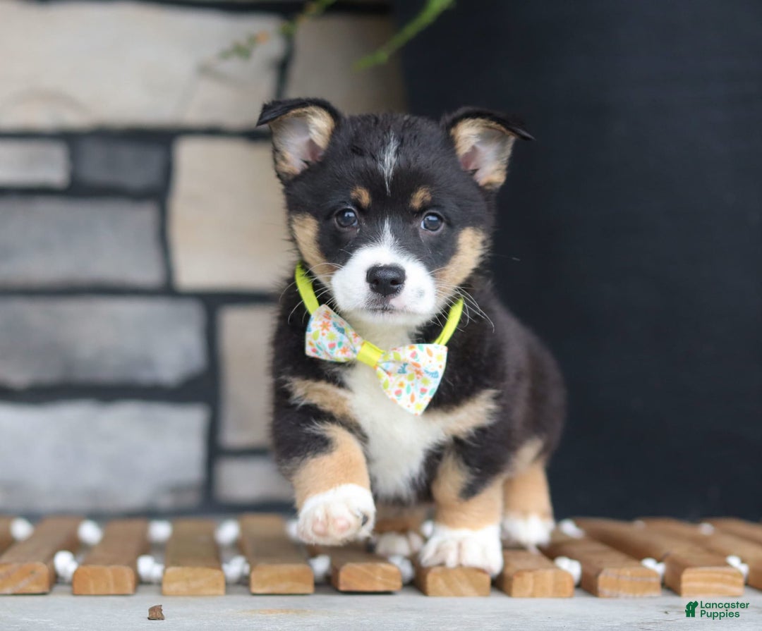 Welsh Corgi Pembroke dogs for sale: Rocco - Image 8