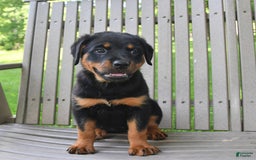 Rottweiler dogs for sale: Lexi - Image 1