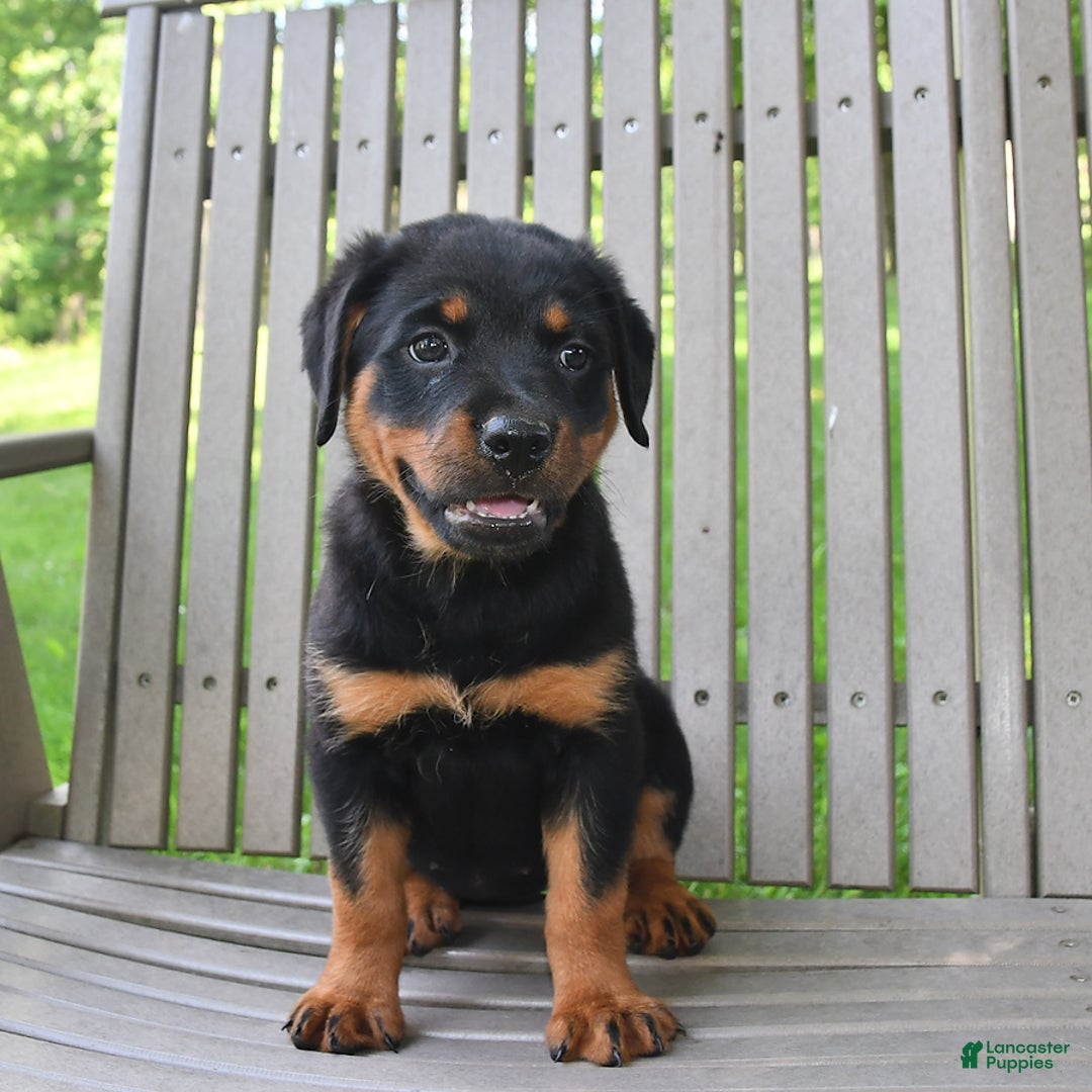 Rottweiler dogs for sale: Lexi - Image 1