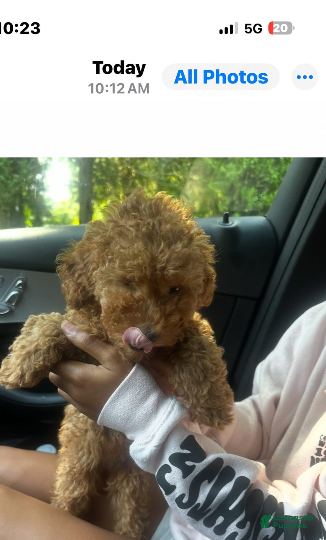 Cockapoo dogs for sale: Koko - Image 5