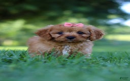 Cavapoo dogs for sale: Missy - Image 3