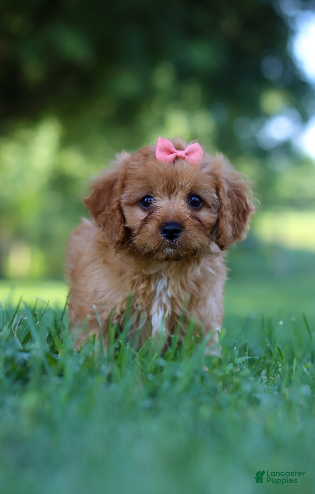Cavapoo dogs for sale: Missy - Image 3