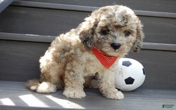 Cavapoo dogs for sale: Patches - Image 6