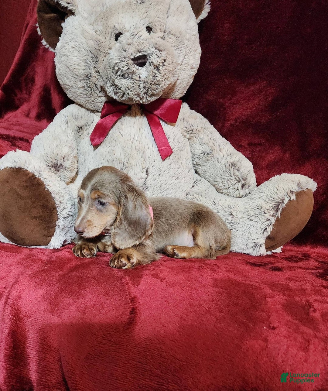 Miniature Dachshund dogs for sale: LATTE - Image 6