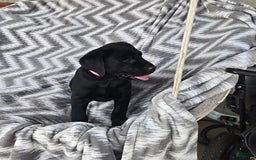 Labrador Retriever dogs for sale: Chester - Image 7