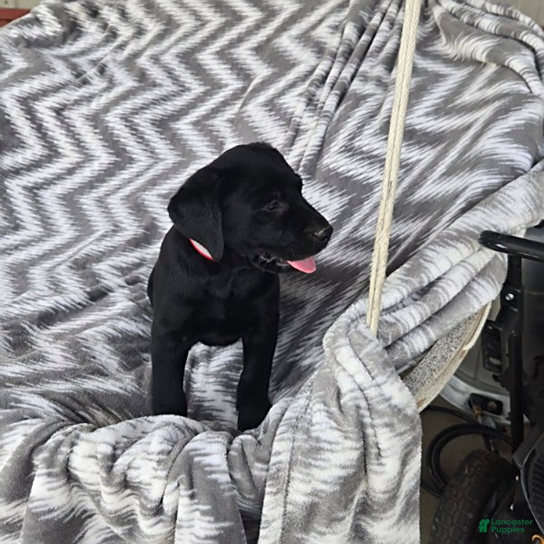 Labrador Retriever dogs for sale: Chester - Image 7