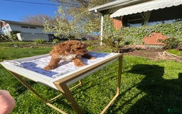 Toy Poodle dogs for sale: Maxi - Image 19
