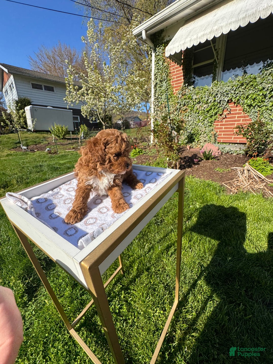 Toy Poodle dogs for sale: Maxi - Image 19