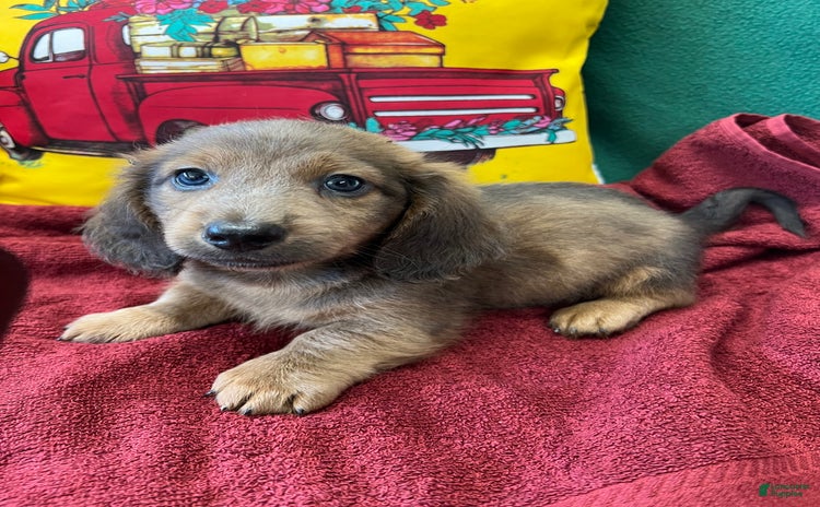 Dachshund dogs for sale - Ad 1