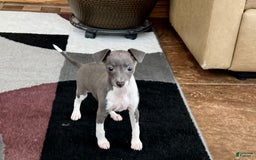 Italian Greyhound dogs for sale: Rhonda - Image 8