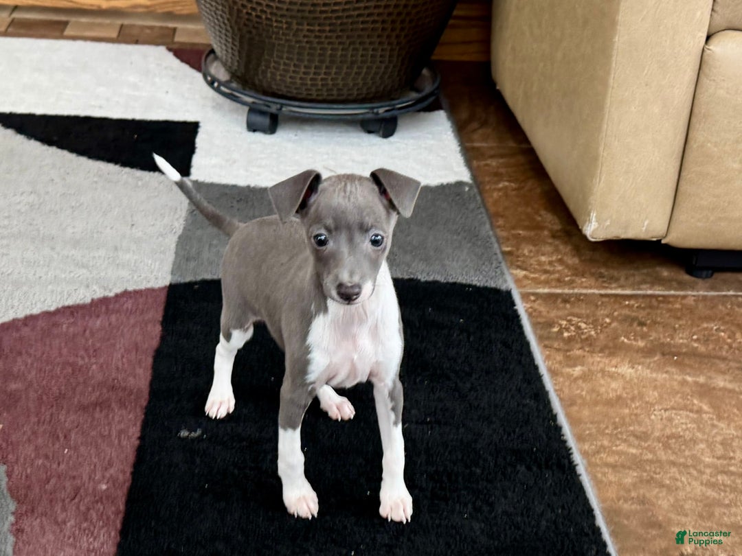 Italian Greyhound dogs for sale: Rhonda - Image 8