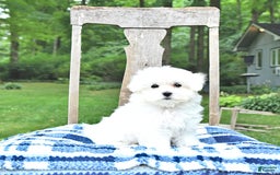Maltese dogs for sale: Kash - Image 5