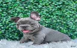 French Bulldog dogs for sale: Hunter - Image 2