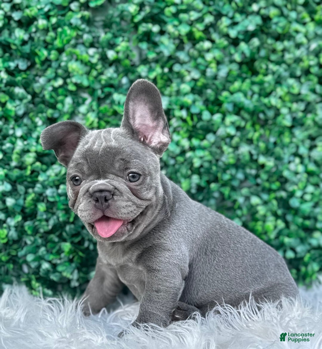 French Bulldog dogs for sale: Hunter - Image 2