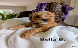 Mini Bernedoodle dogs for sale: Bella B. - Image 4