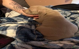 American Bully dogs for sale: Loc - Image 16