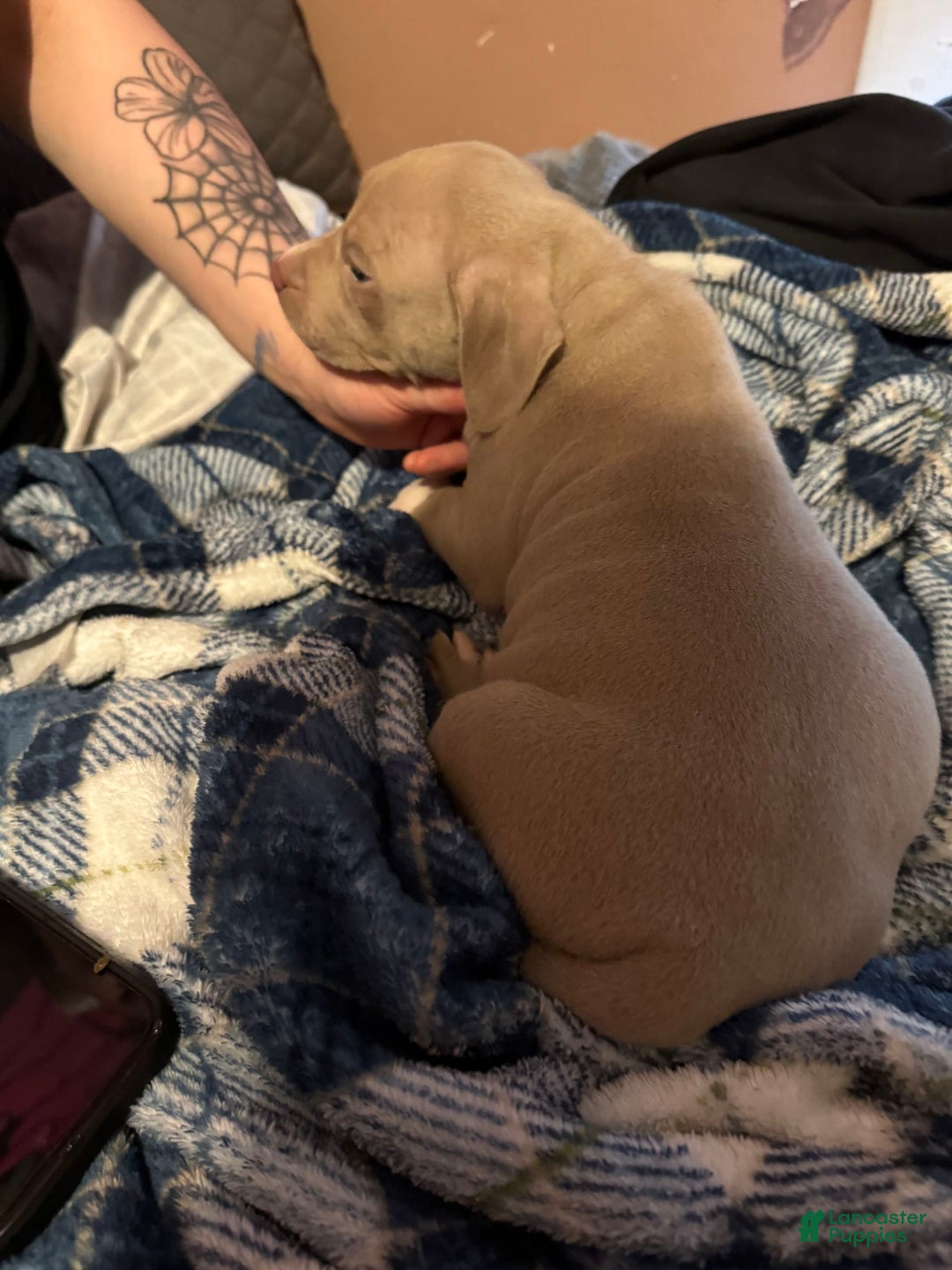 American Bully dogs for sale: Loc - Image 16