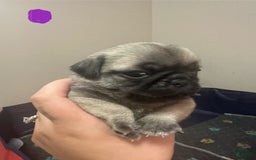 Pug dogs for sale: Hazel - Image 7