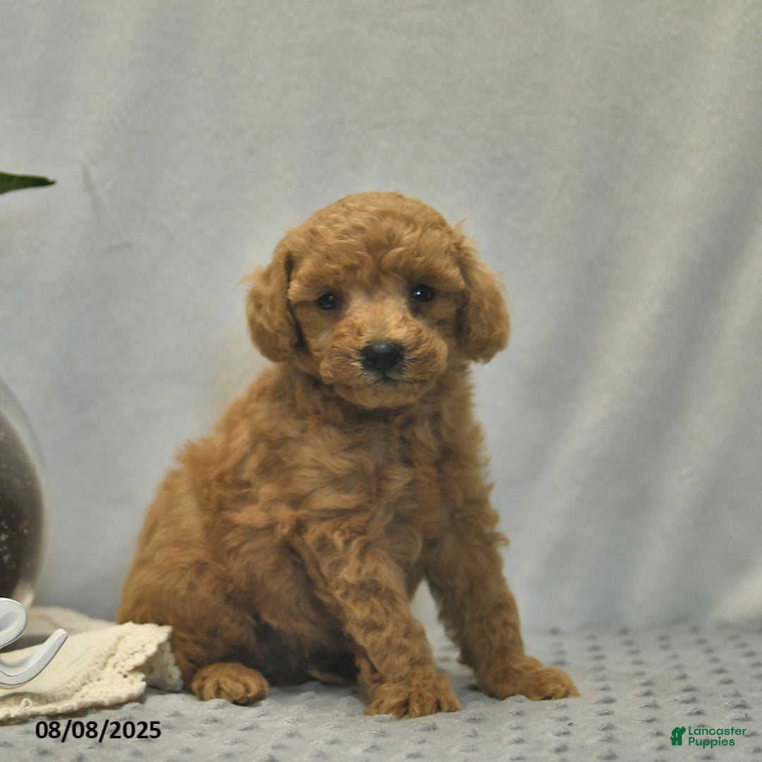Toy Poodle dogs for sale: Jojo - Image 5