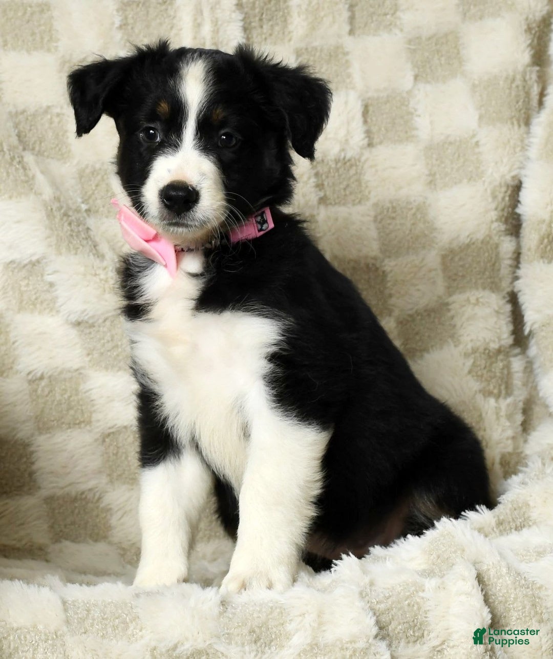 Miniature Australian Shepherd dogs for sale: Ellie - Image 6