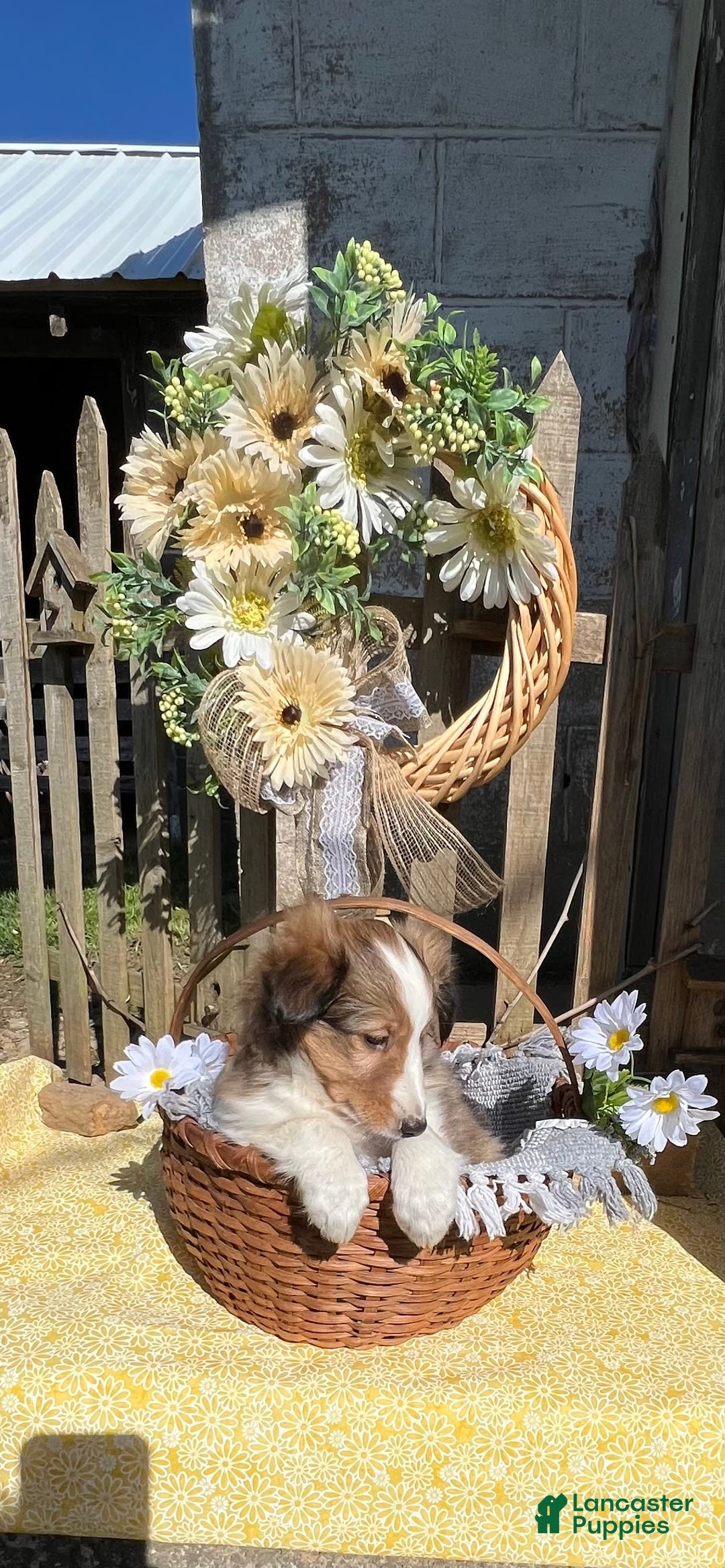 Shetland Sheepdog dogs for sale: Pam - Image 3
