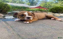 English Bulldog dogs for sale: Dale - Image 5