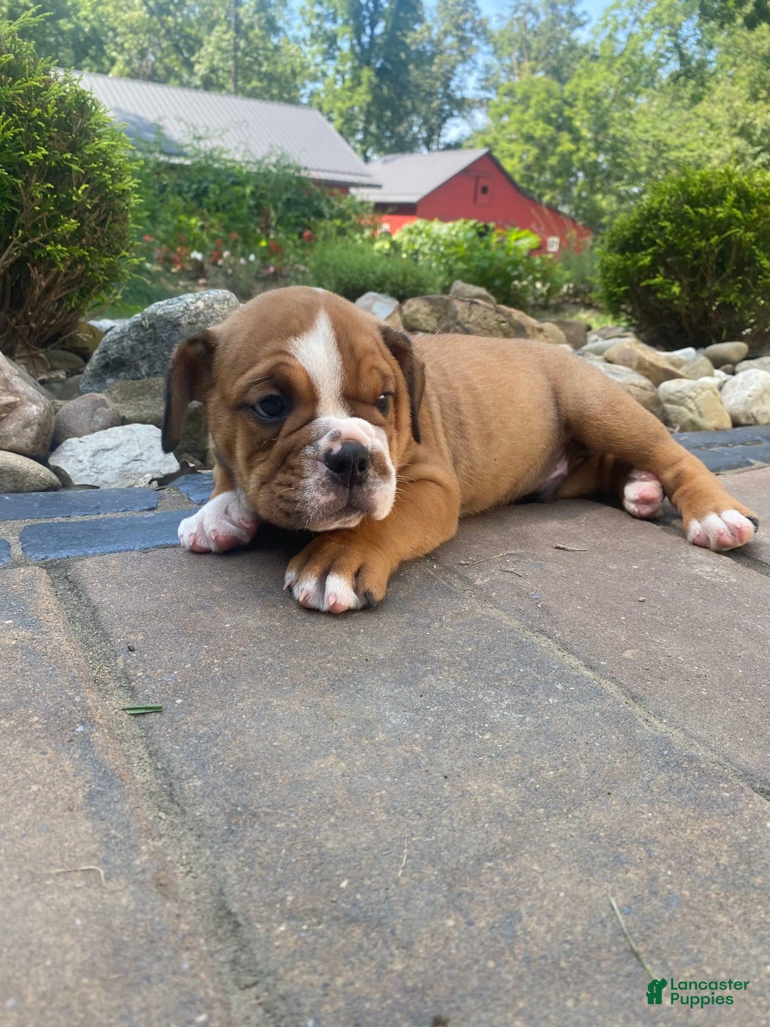 English Bulldog dogs for sale: Dale - Image 5