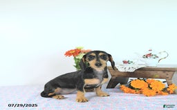 Miniature Dachshund dogs for sale: Cola - Image 2