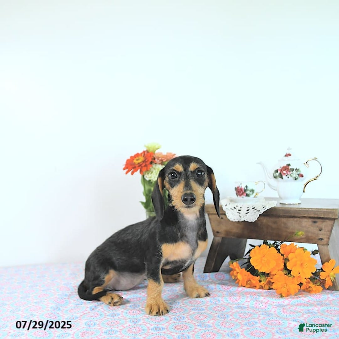 Miniature Dachshund dogs for sale: Cola - Image 2