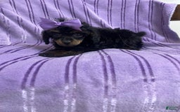 Toy Poodle dogs for sale: Kady - Image 2