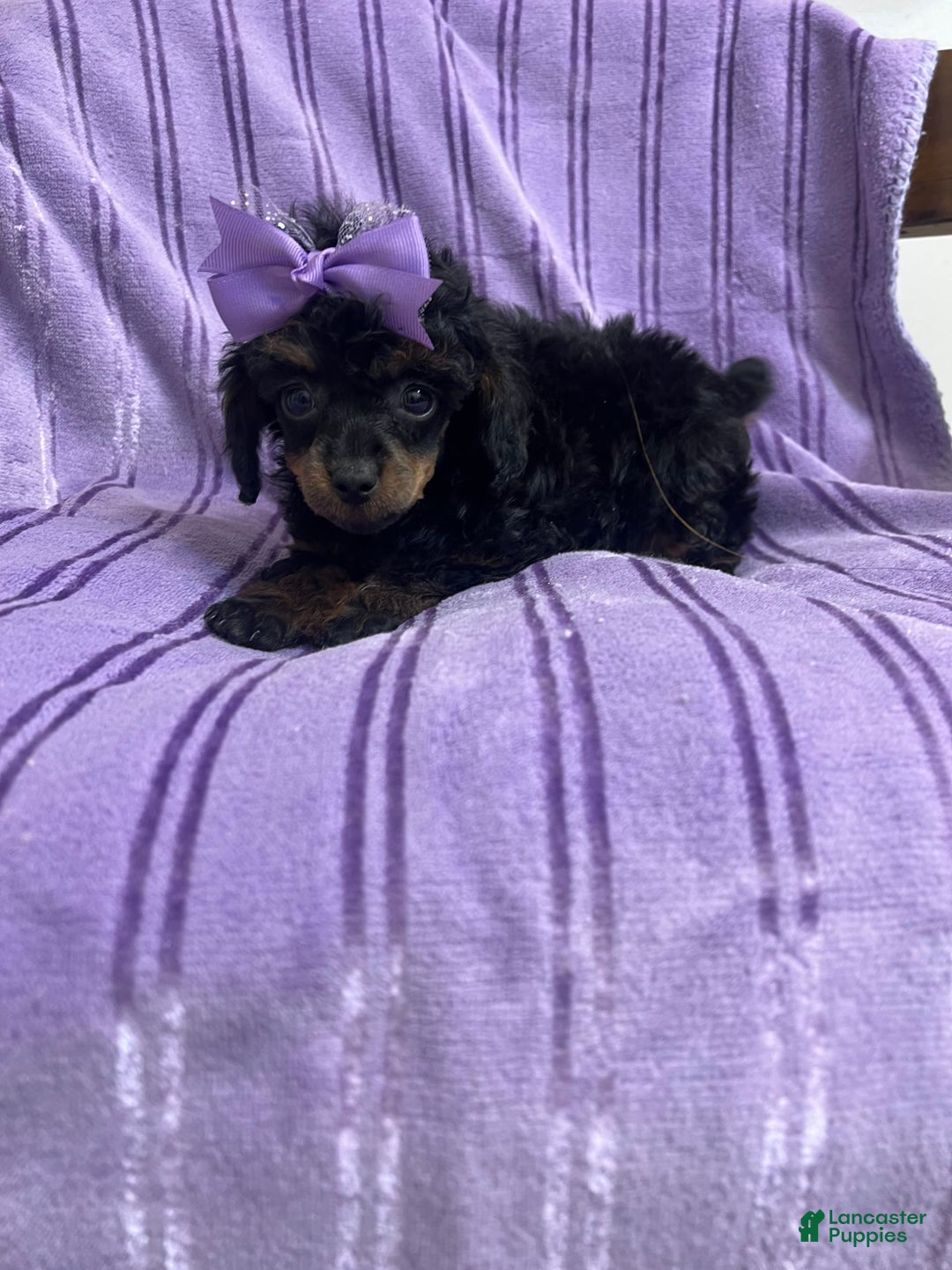 Toy Poodle dogs for sale: Kady - Image 2