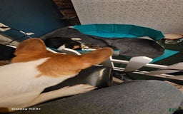 Welsh Corgi Pembroke dogs for sale: Cleopatra - Image 13